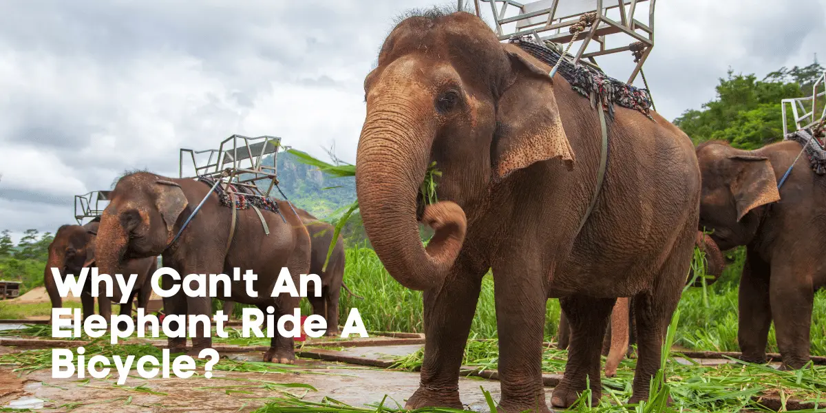 why can't an elephant ride a bicycle