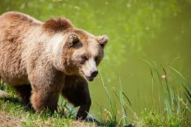 bears
