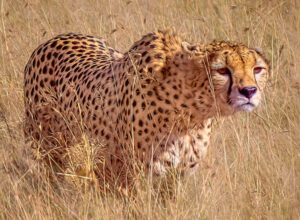 cheetah