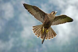falcon