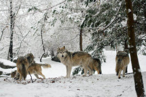 wolf pack